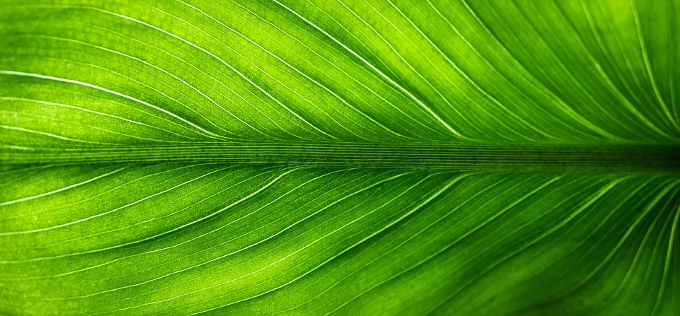 biomimicry leaf